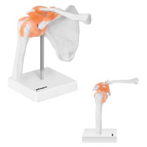 Model anatomiczny stawu barkowego w skali 1:1 Physa Model anatomiczny stawu barkowego w skali 1:1 Physa