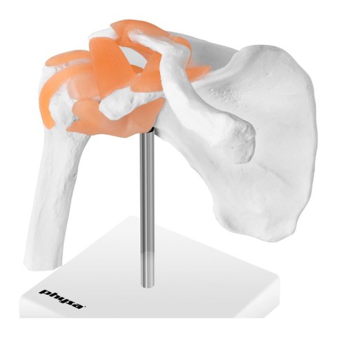 Model anatomiczny stawu barkowego w skali 1:1 Physa Model anatomiczny stawu barkowego w skali 1:1 Physa
