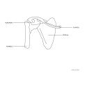 Model anatomiczny stawu barkowego w skali 1:1 Physa