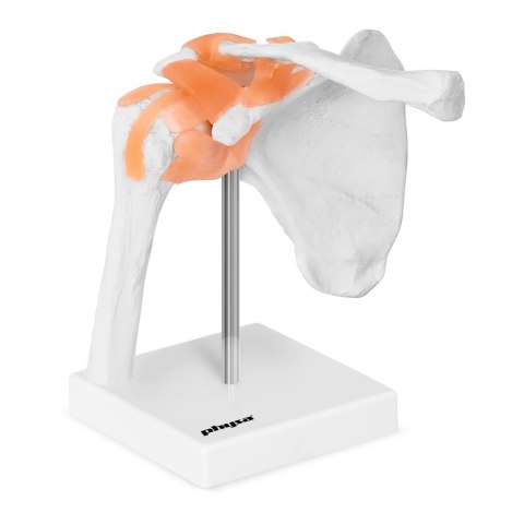 Model anatomiczny stawu barkowego w skali 1:1 Physa Model anatomiczny stawu barkowego w skali 1:1 Physa