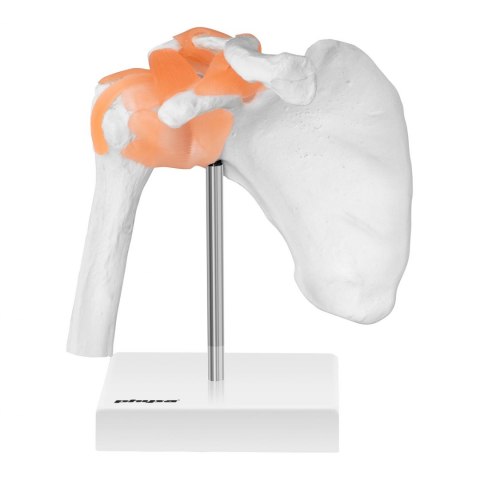 Model anatomiczny stawu barkowego w skali 1:1 Physa Model anatomiczny stawu barkowego w skali 1:1 Physa