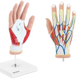 Model anatomiczny 3D dłoni człowieka skala 1:1 Physa