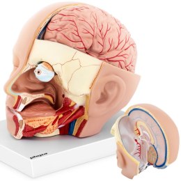 Model anatomiczny 3D głowy i mózgu człowieka skala 1:1 Physa