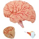 Model anatomiczny 3D głowy i mózgu człowieka skala 1:1 Physa