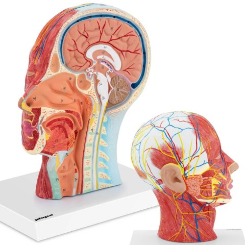 Model anatomiczny 3D głowy i szyi człowieka skala 1:1 Physa