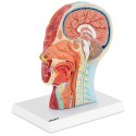 Model anatomiczny 3D głowy i szyi człowieka skala 1:1 Physa