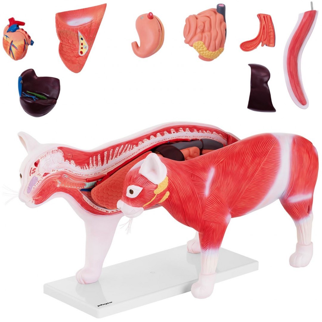 Model anatomiczny 3D kota z wyjmowanymi organami Physa Model anatomiczny 3D kota z wyjmowanymi organami Physa