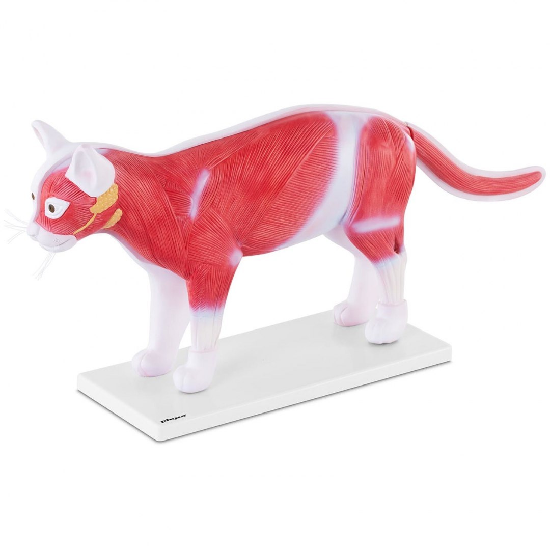 Model anatomiczny 3D kota z wyjmowanymi organami Physa Model anatomiczny 3D kota z wyjmowanymi organami Physa