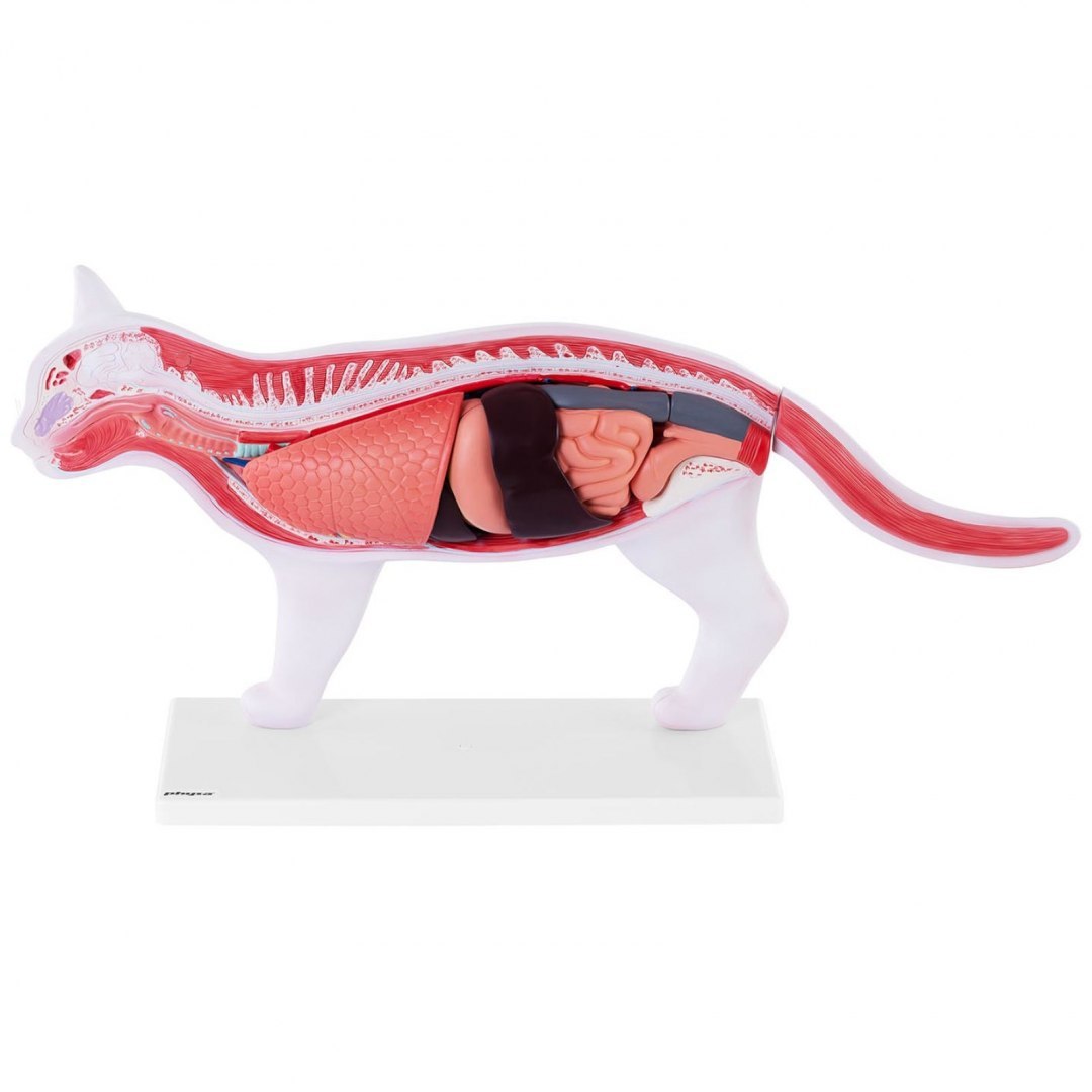 Model anatomiczny 3D kota z wyjmowanymi organami Physa Model anatomiczny 3D kota z wyjmowanymi organami Physa