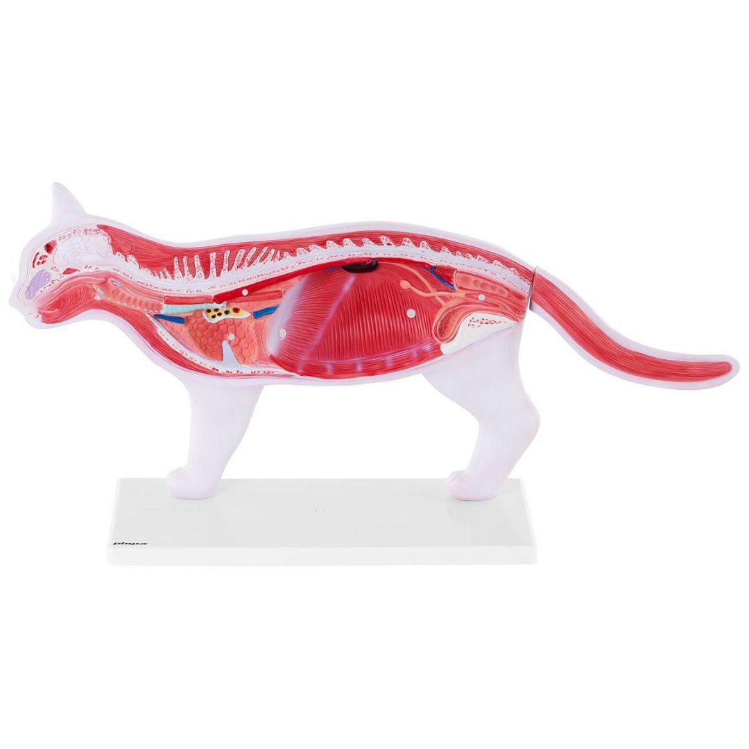 Model anatomiczny 3D kota z wyjmowanymi organami Physa Model anatomiczny 3D kota z wyjmowanymi organami Physa
