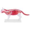Model anatomiczny 3D kota z wyjmowanymi organami Physa