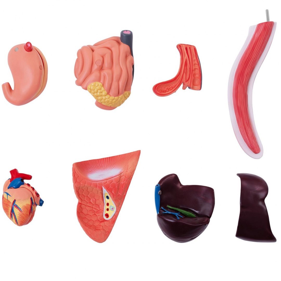 Model anatomiczny 3D kota z wyjmowanymi organami Physa Model anatomiczny 3D kota z wyjmowanymi organami Physa