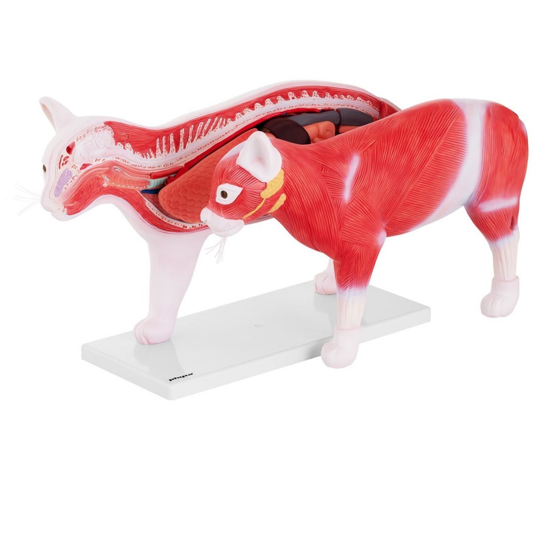 Model anatomiczny 3D kota z wyjmowanymi organami Physa Model anatomiczny 3D kota z wyjmowanymi organami Physa