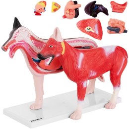 Model anatomiczny 3D psa z wyjmowanymi organami Physa