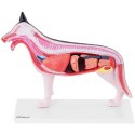 Model anatomiczny 3D psa z wyjmowanymi organami Physa