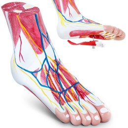 Model anatomiczny 3D stopy człowieka skala 1:1 Physa