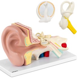 Model anatomiczny 3D ucha człowieka z wyjmowanymi elementami skala 3:1 Physa