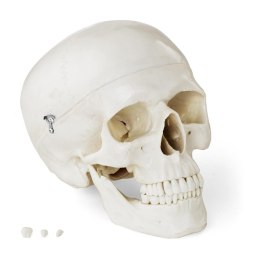 Model anatomiczny ludzkiej czaszki w skali 1:1 + Zęby 3 szt. Physa