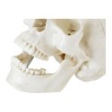 Model anatomiczny ludzkiej czaszki w skali 1:1 + Zęby 3 szt. Physa