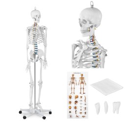 Model anatomiczny szkieletu człowieka 176 cm + Plakat anatomiczny Physa