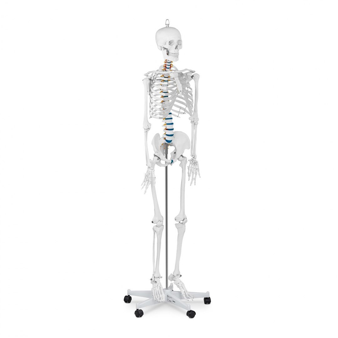Model anatomiczny szkieletu człowieka 176 cm + Plakat anatomiczny Physa Model anatomiczny szkieletu człowieka 176 cm + Plakat anatomiczny Physa