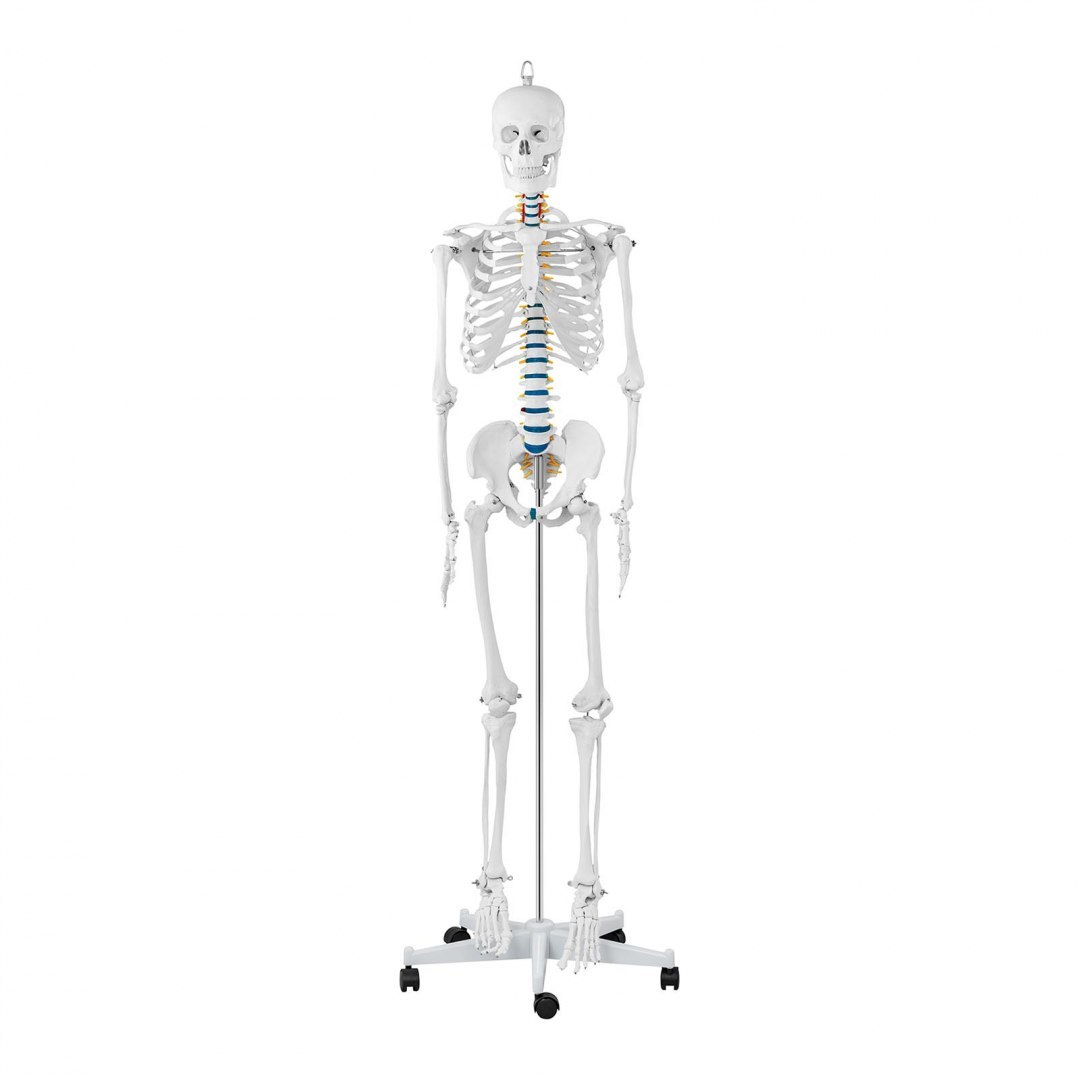 Model anatomiczny szkieletu człowieka 176 cm + Plakat anatomiczny Physa Model anatomiczny szkieletu człowieka 176 cm + Plakat anatomiczny Physa