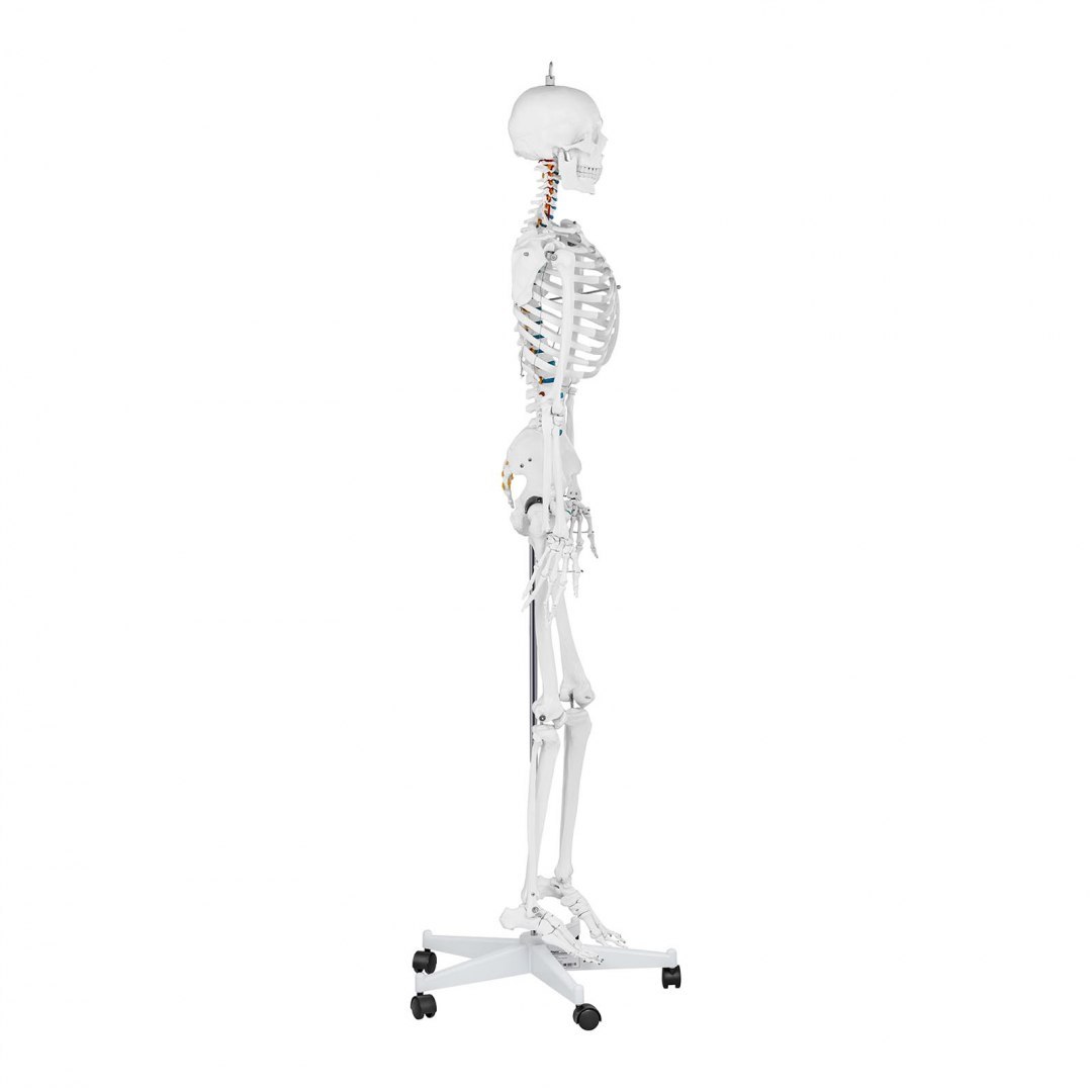 Model anatomiczny szkieletu człowieka 176 cm + Plakat anatomiczny Physa Model anatomiczny szkieletu człowieka 176 cm + Plakat anatomiczny Physa