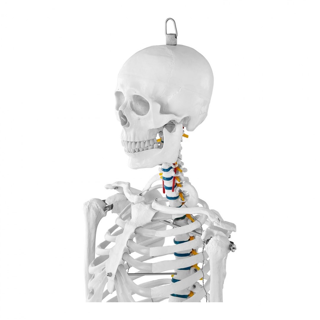 Model anatomiczny szkieletu człowieka 176 cm + Plakat anatomiczny Physa Model anatomiczny szkieletu człowieka 176 cm + Plakat anatomiczny Physa