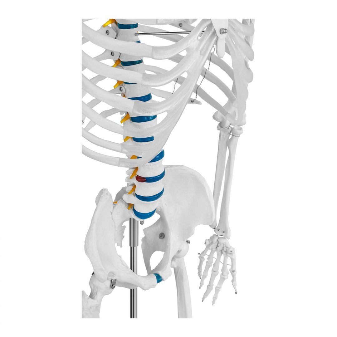 Model anatomiczny szkieletu człowieka 176 cm + Plakat anatomiczny Physa Model anatomiczny szkieletu człowieka 176 cm + Plakat anatomiczny Physa